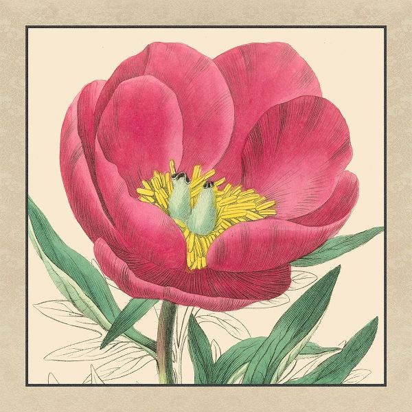 Small Peony Collection I