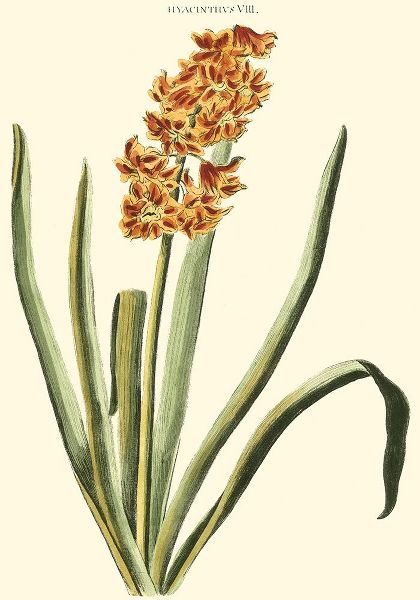 Antique Hyacinth VIII