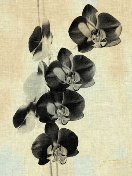 Orchid Blush Panels III
