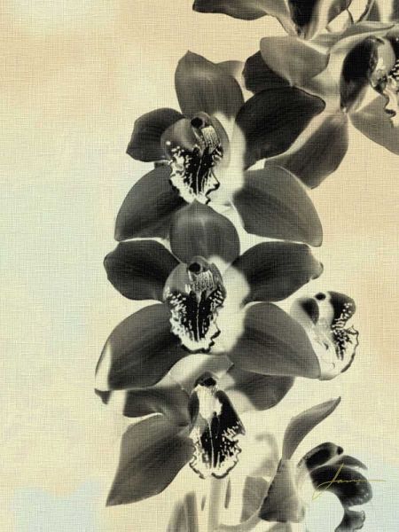 Orchid Blush Panels IV