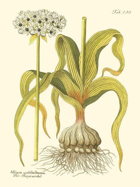Unknown 아티스트의 Allium  Pl. 258작품입니다.