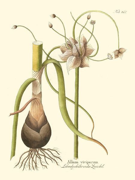 Unknown 아티스트의 Allium  Pl. 261작품입니다.