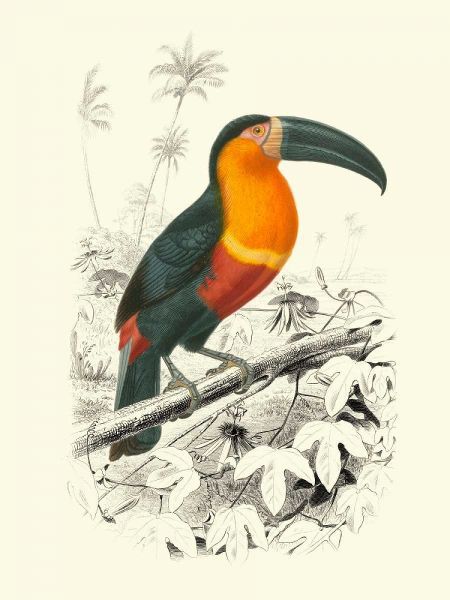 Birds of Costa Rica I