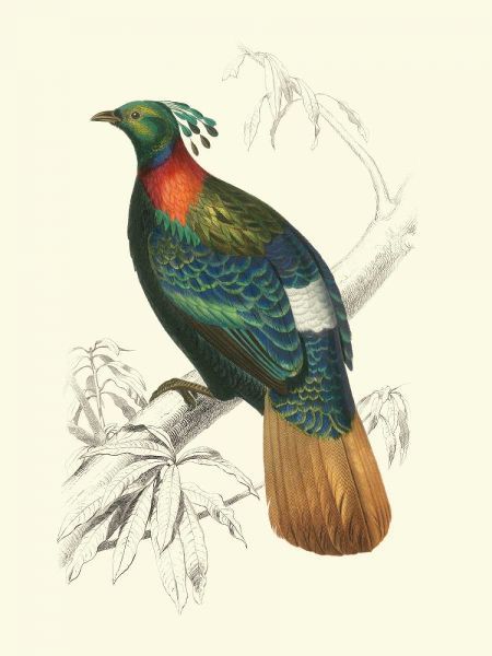 Birds of Costa Rica II