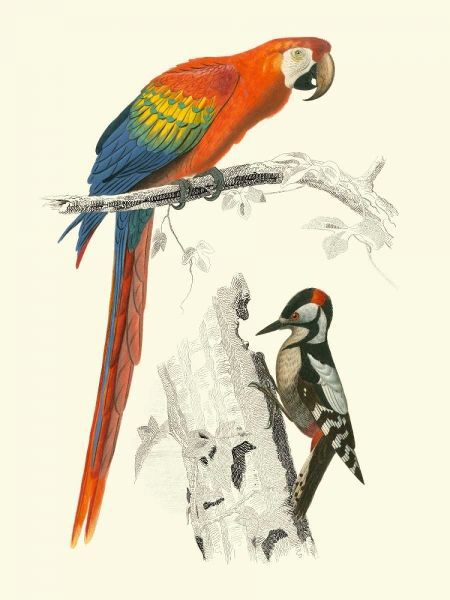 Birds of Costa Rica III