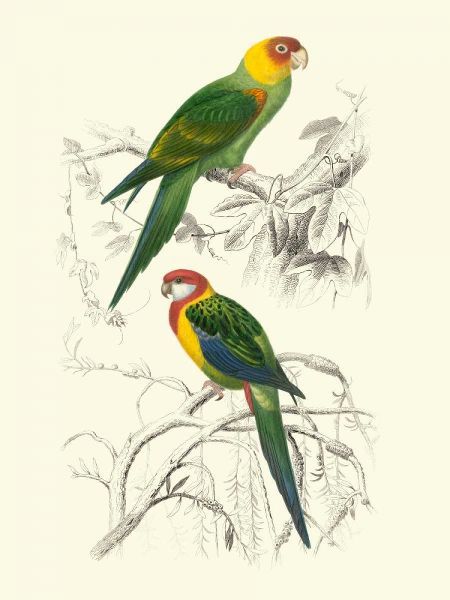 Birds of Costa Rica IV