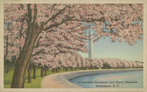 Wash. Monument and Cherry Blossoms