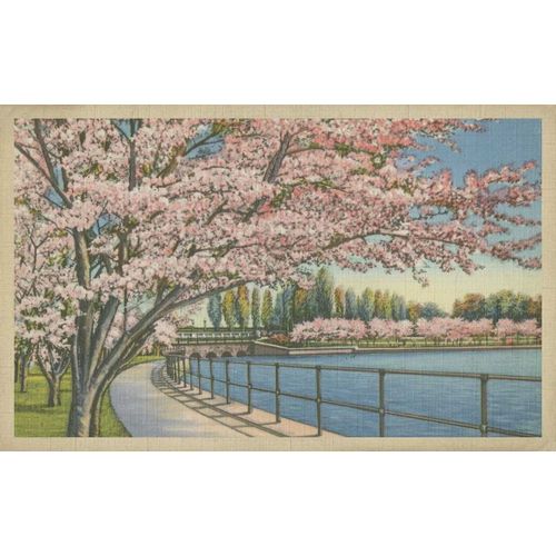 Cherry Blossoms, Potomac Park