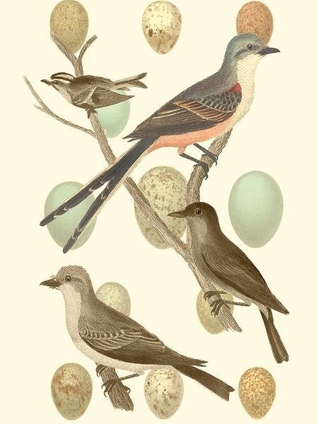 British Birds and Eggs I