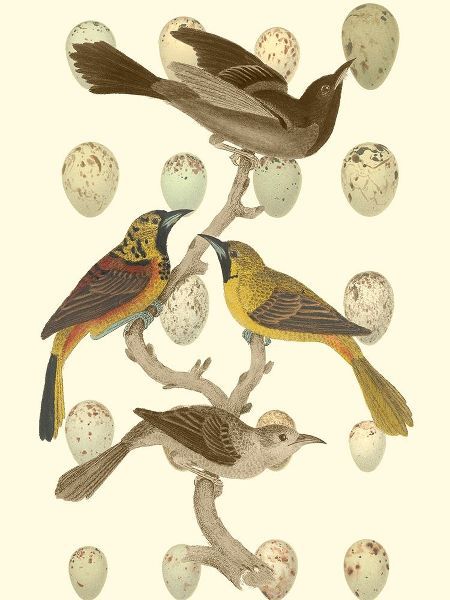 British Birds and Eggs II