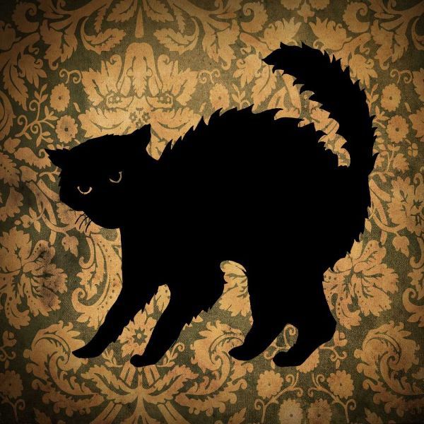 Cat and Damask