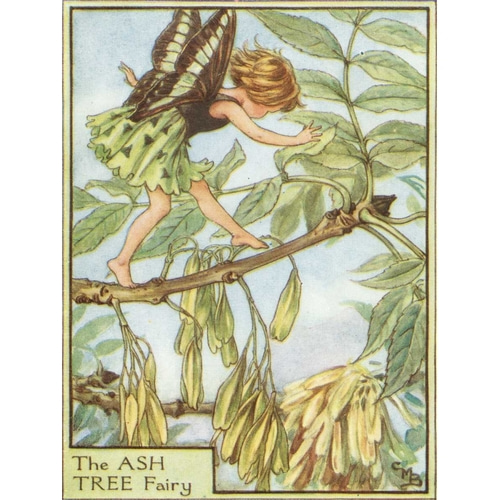 The Ash Tree Fairy