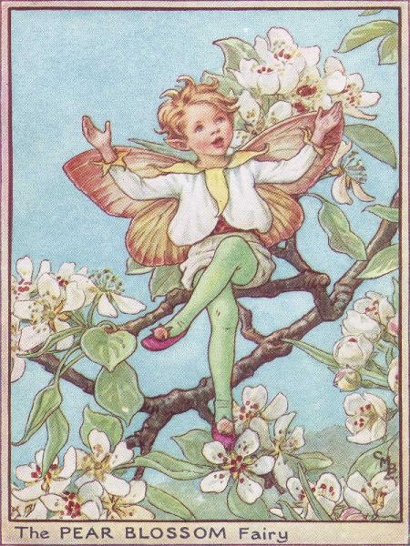 The Pear Blossom Fairy