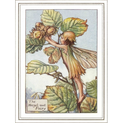 The Hazelnut Fairy