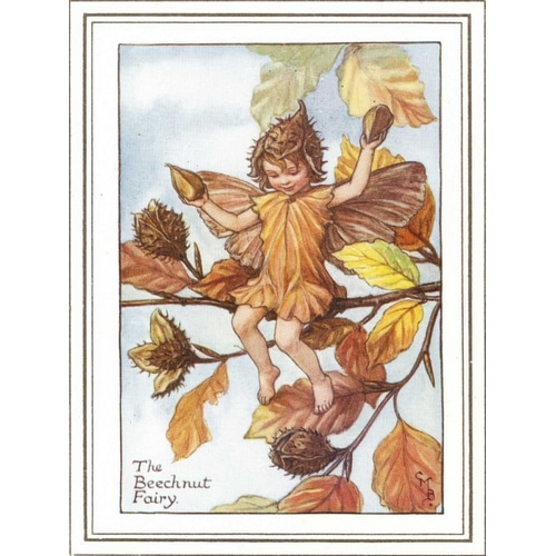 The Beechnut Fairy