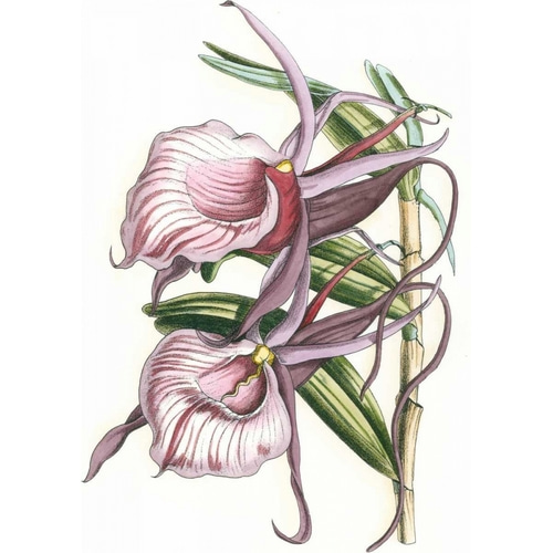 Lilac Orchid IV