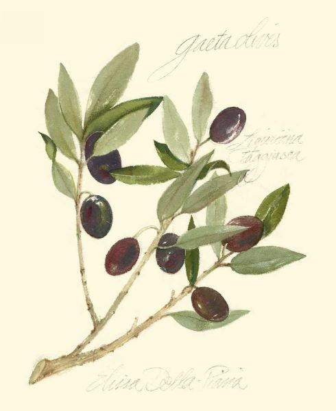 Gaeta Olives