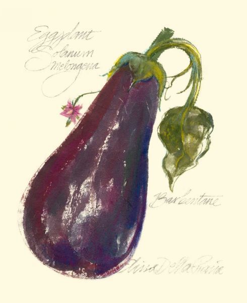 Eggplant Solanum Melongena