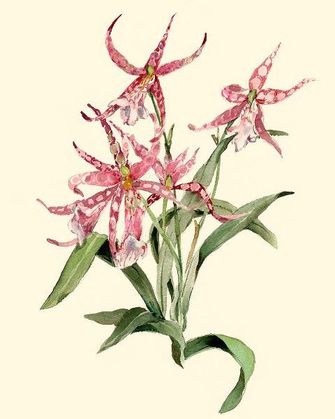 Mittassia Hybrid Orchid