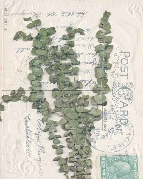 Small Postcard Wildflowers III