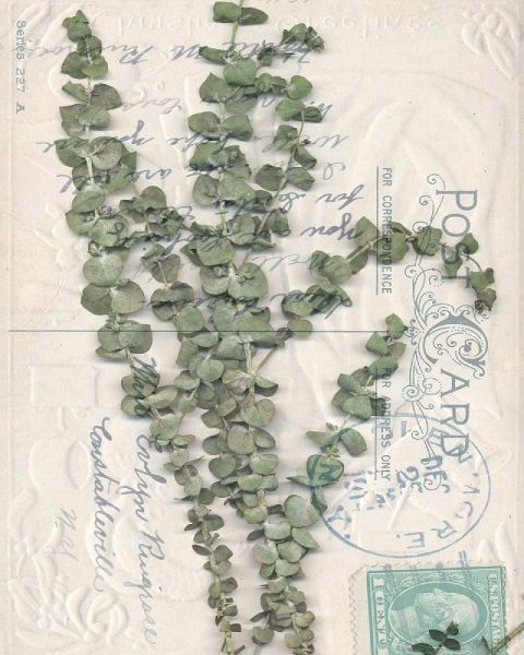 Small Postcard Wildflowers IV