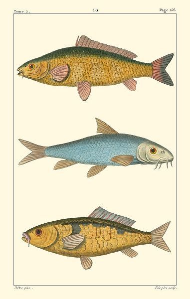 Freshwater Fish II