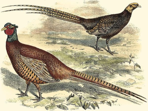 Pheasant Varieties V