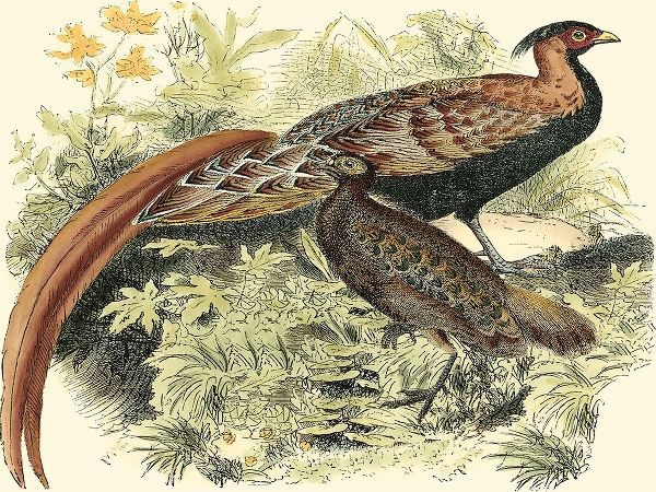 Pheasant Varieties VIII