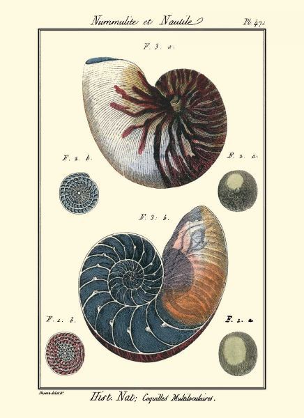 Sea Shells VI