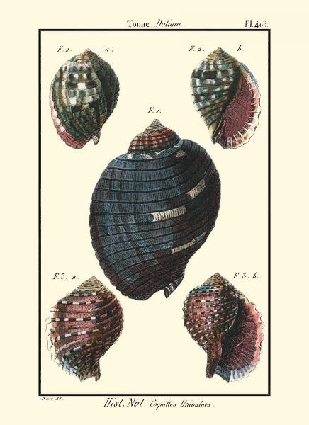 Sea Shells VII