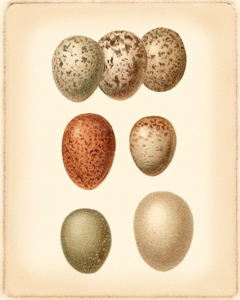 Bird Egg Study I