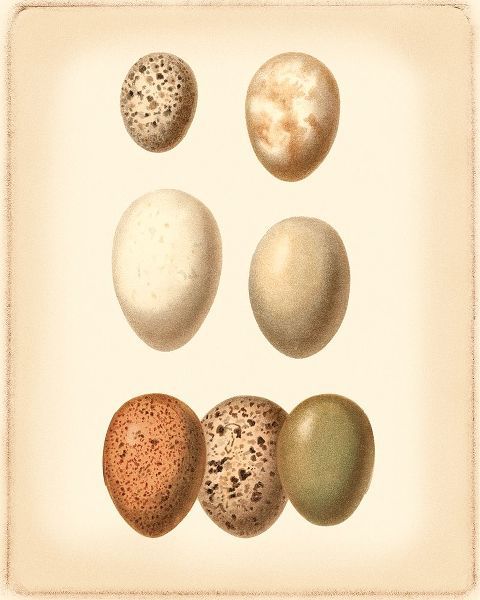 Bird Egg Study II