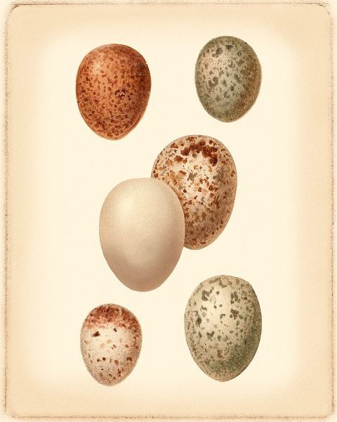 Bird Egg Study III