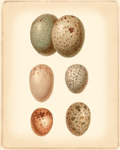 Bird Egg Study IV