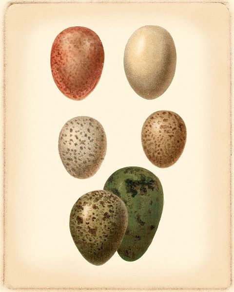 Bird Egg Study VI