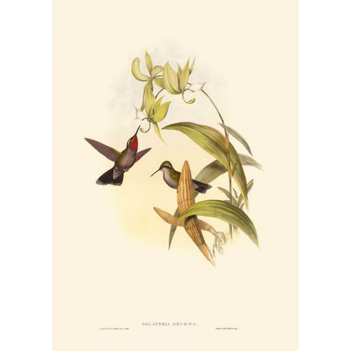 Small Gould Hummingbird IV
