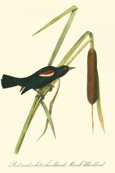 Audubons Blackbird