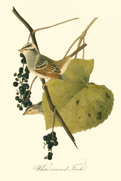 Audubons Finch