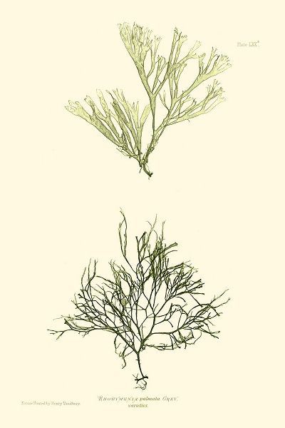 Bradbury Seaweed IV