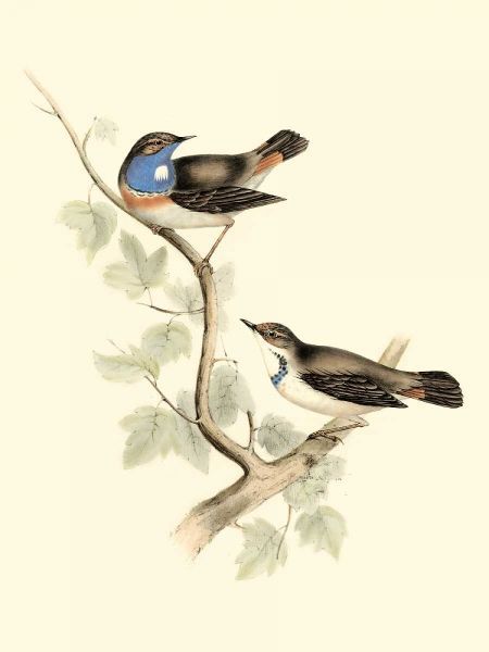 Goulds Blue-throated Warbler