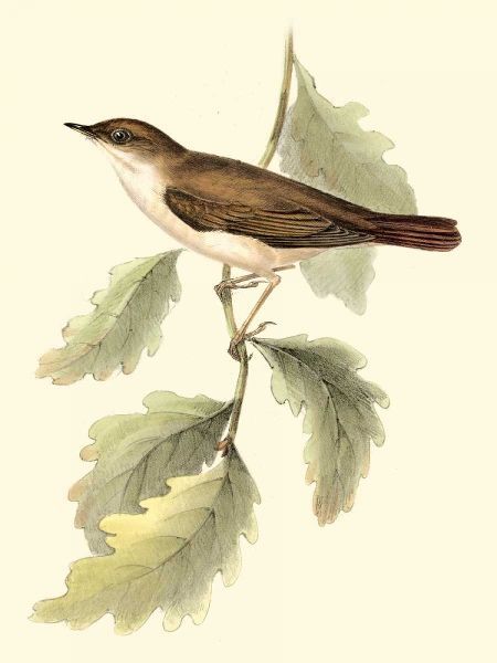Goulds Nightingale