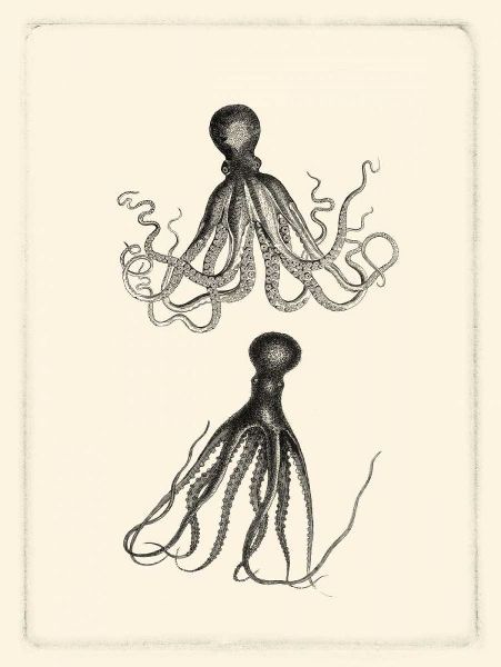Sepia Octopus