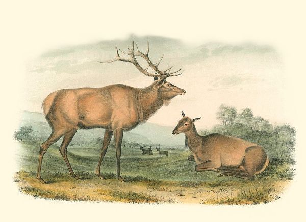 American Elk and Deer