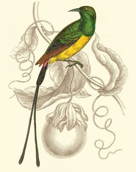 Jardine Hummingbird I