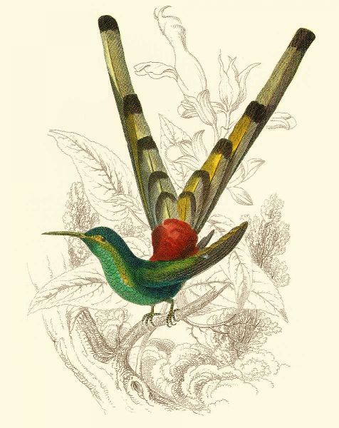 Jardine Hummingbird II