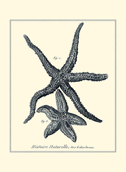 Diderot, Denis 아티스트의 Indigo Starfish I작품입니다.