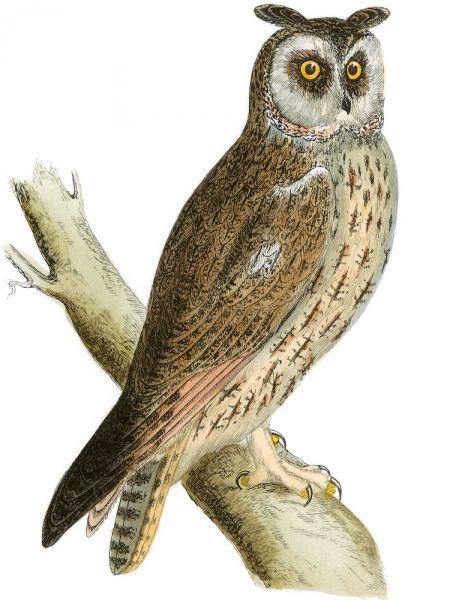 Morris Long Eared Owl