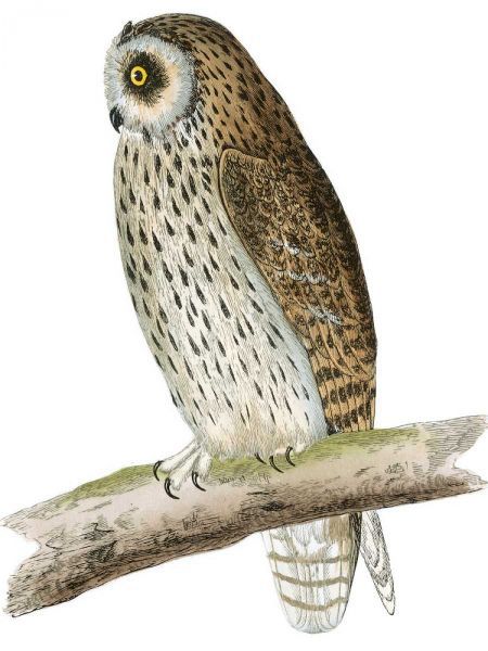 Morris Short Eared Owl