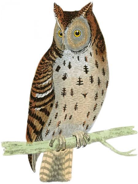 Morris Mottled Owl