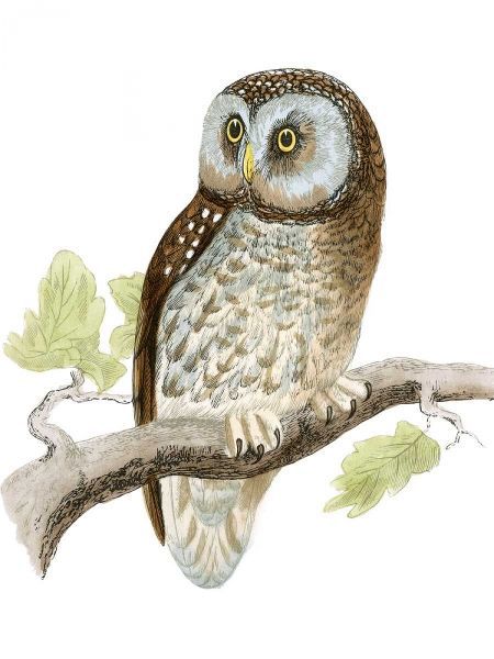 Morris Tengmalms Owl